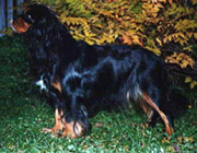 Jablen Rachelina aka Tessa