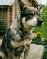 J�mtlanninpystykorva Sohvi aka Tytti