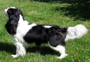 Panda's Oscar Wilde (kuvan oikeudet Maaret Tapio)