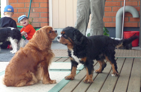 Turo Sandy-siskon kera kes�ll� 2009